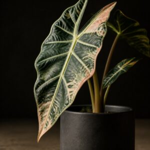 Variegated Alocasia Blush Vein No. 01 in a charcoal pot