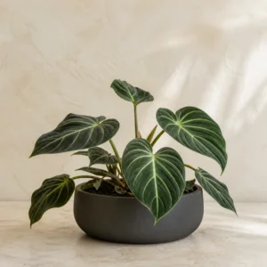 Demo portrait of Philodendron Gloriosum No. 01