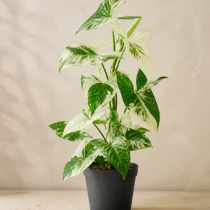 Demo portrait of Syngonium Albo No. 02